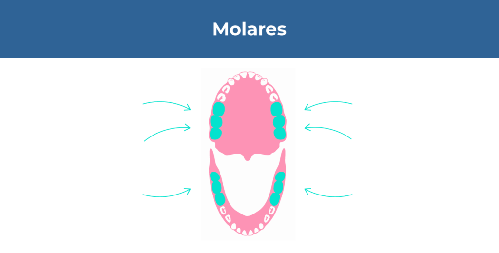 ¿Cuáles son los dientes molares? 